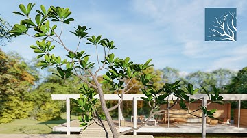 Cay hoa dai | Plumeria tree making for Lumion | Lumion Easy