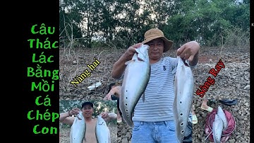 Đập sông Ray tập 9 : Câu thác Lác Bằng Mồi Chép Con,Cá Ăn Liên tục (Đồi Đu Đủ Sông Ray)