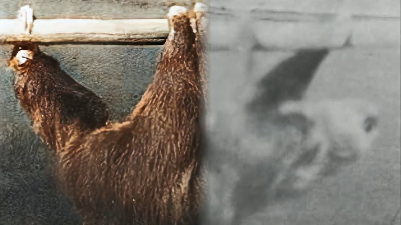 Sloth Climbing (1887) | Restoration | A series of photographs depicting ...