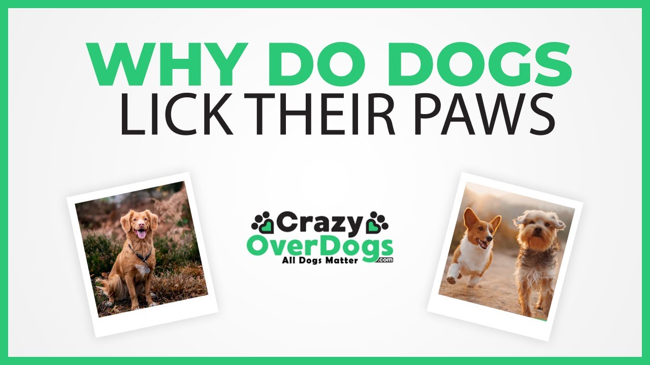 dog licked frontline