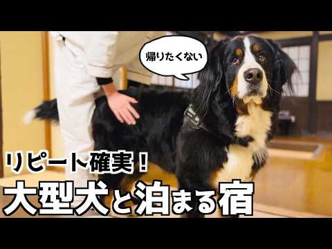 リピート確実❗️バーニーズが帰りたくないと拒否したお宿「修善寺 絆＋」