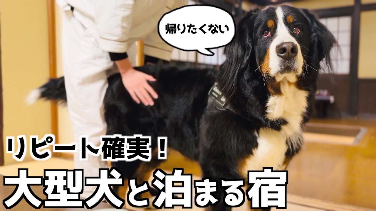 リピート確実❗️バーニーズが帰りたくないと拒否したお宿「修善寺 絆＋」