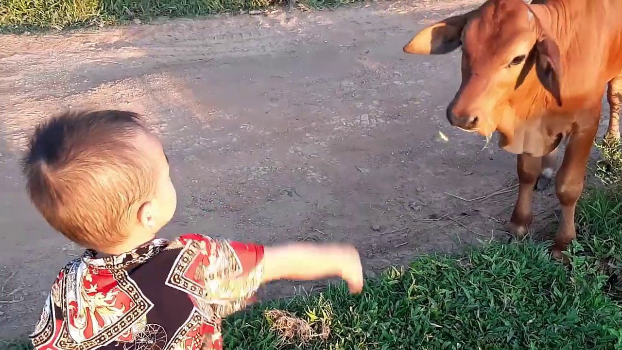 Funny Baby And Cow Baby Goes To The Cow Funny Babies And Pets