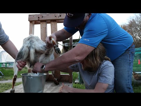 MILKING A GOAT!