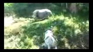 Бои животных Питбуль против кабана pit bull vs a wild boar(, 2014-02-23T13:43:59.000Z)