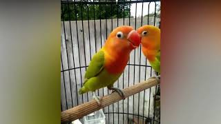 BEST LOVE BIRDS SINGING BEAUTIFUL