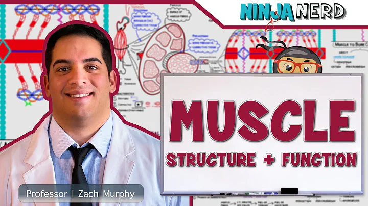 Musculoskeletal System | Muscle Structure and Function - DayDayNews