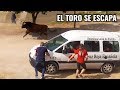El Toro se Escapa Portillo 2019 Encierro Campero