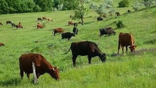 CKP Insurance - The Experts in Drought Protection