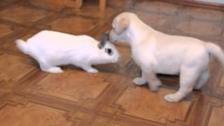 Щенок и кролик знакомятся