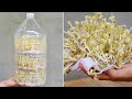 How to grow bean sprouts in Plastic bottles | Grow Bean Sprouts At Home