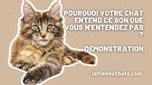 Comment Bien Porter Un Chat Youtube