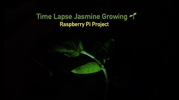 Raspberry Pi Project - Time Lapse - Jasmine Plant Growing