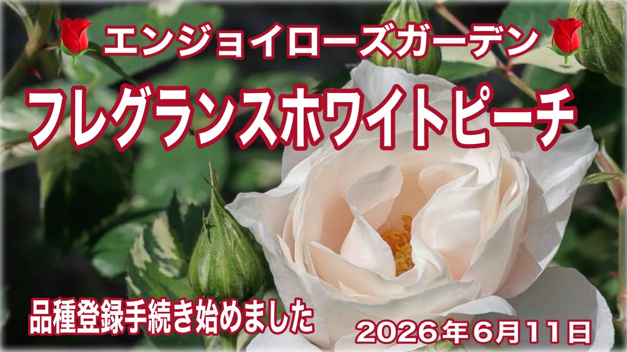 ロングコート　ビッグカラー　花柄　薔薇　手染め　モチーフ　WHITE 🌹Fragrance White Peach🌹 Started the new variety registration