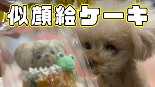 犬の似顔絵ケーキ頼んだらめっちゃ可愛かったｗ【ティーカッププードル】