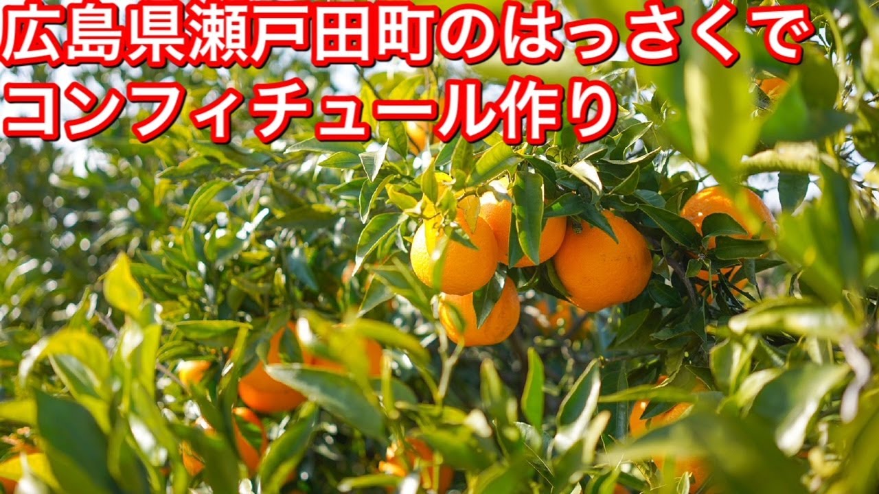 広島県瀬戸田町産の「はっさく」で絶品コンフィチュール作り