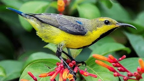 MASTERAN GACOR & PIKAT KOLIBRI WULUNG KORLAP SEPAH RAJA KONIN SOGON PIJANTUNG SUARA MERDU PANCINGAN