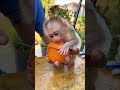 #monkey #adorably #babymonkey #adoreble #cute #animals #adorable #shorts