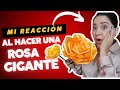 Tutorial  realiza una rosa eterna gigante 