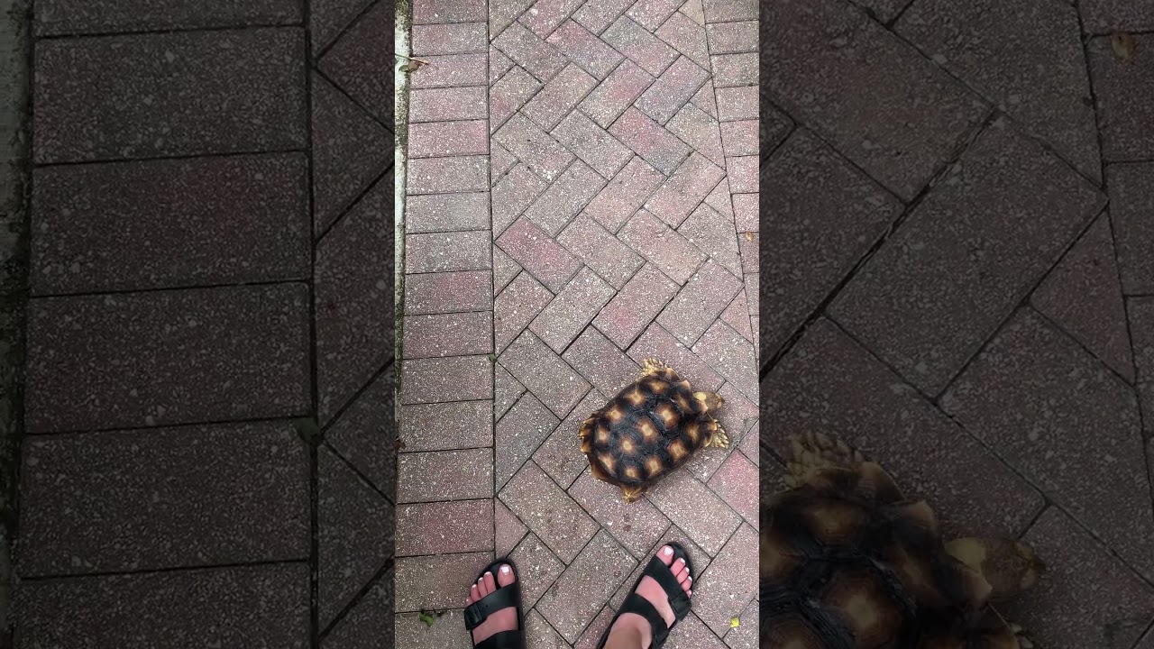 Walking my Tortoise 