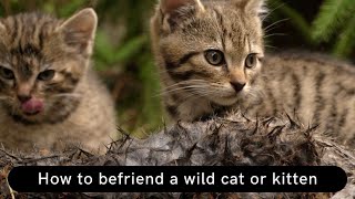 How To Befriend A Wild Cat Or Kitten Updated 2022