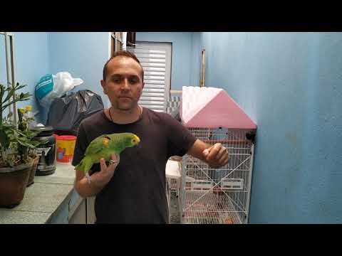 Vídeo: Como Dar água A Um Papagaio