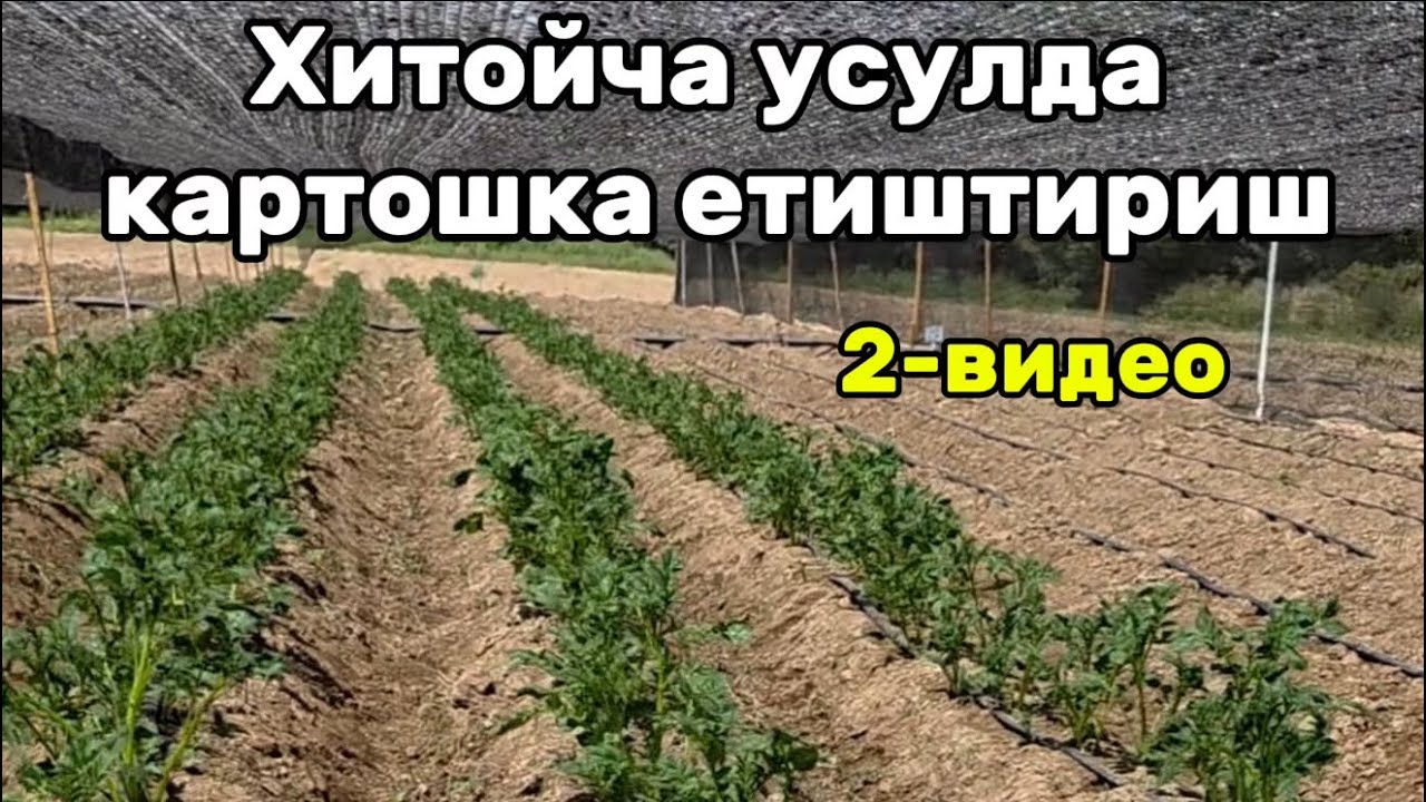 Хитойча усулда картошка етиштириш. 2-видео