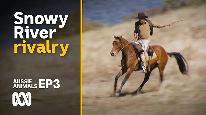 The horsemen of the Snowy River Challenge  | Aussi...