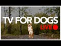 24/7 TV FOR DOGS - ENTERTAIN YOUR DOG ALL DAY LONG!