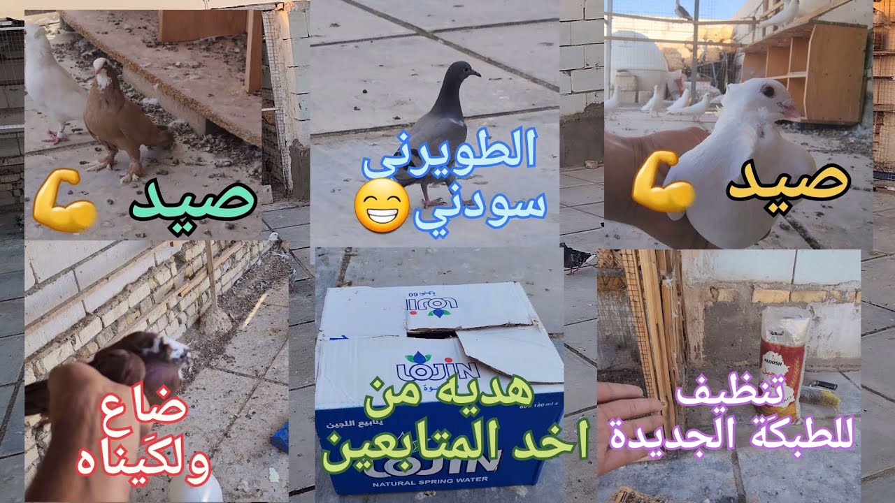 صيد زوج💪اجتنه هديه 😘الجينه ضاع😥طبكَة جديدة 💕الطويرني خبلني😁الاحمر الصغير ضاع بس لكَيناه🐣تنظيف الخانه