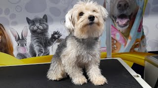 YORKIE dog on Grooming Experience by Ser ErickRL 131 views 1 year ago 2 minutes, 3 seconds