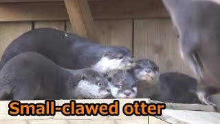 コツメカワウソの赤ちゃんズが可愛い(生後2月半)Small-clawed otter family【こども動物自然公園】