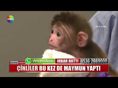 Çinliler bu kez de maymun yaptı