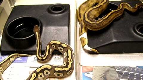 Brian Gundy Shares Technique For Getting Ball Pythons To Eat