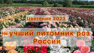 Окунитесь в атмосферу цветущих роз 2023 #maryroses #розы #мариярозы #питомникроз #2024 #бабанина