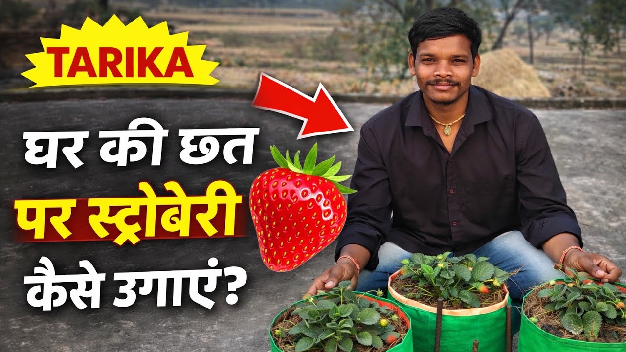 🍓 घर की छत पर स्ट्रॉबेरी कैसे उगाएं? (How to Grow Strawberry at Home) | Complete Step-by-Step Guide