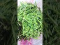 चना की पत्ती का फायदे #shortvideo