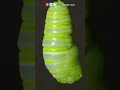 Butterfly Life Cycle and Metamorphosis