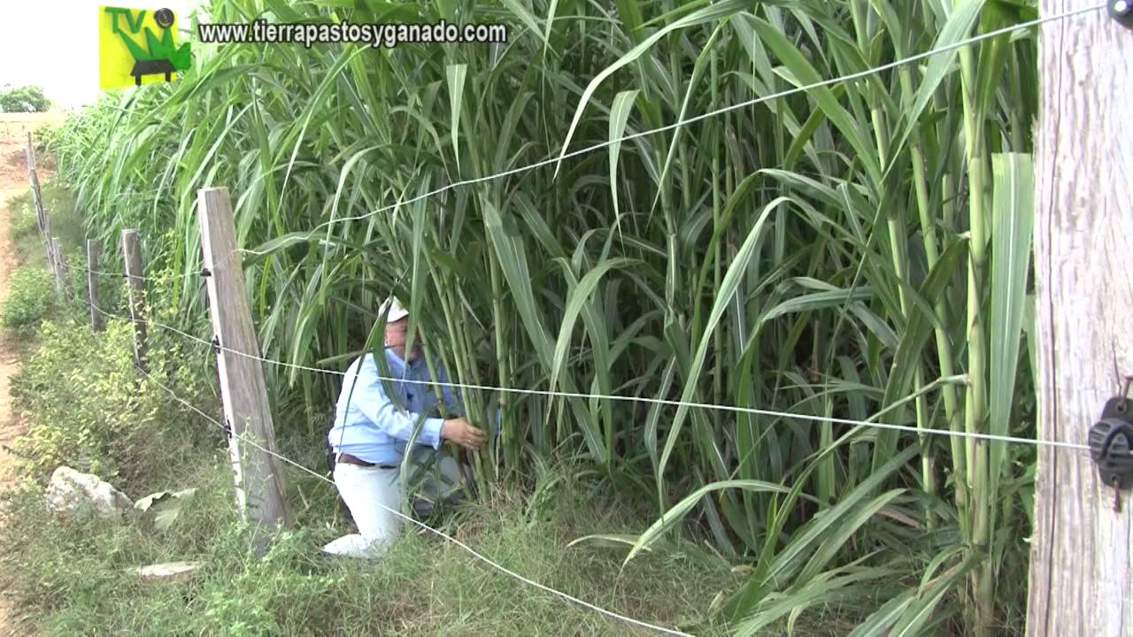 Empresas Ganaderas2 Dic1 | Tierra Pastos y Ganado