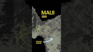 The surprising factor making Maui's wildfires worse #maui #hawaii #wildfire