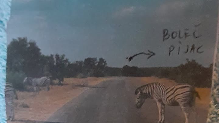 Kružni put vozači videli šareno magare iz Afrike!Kreće se prema Boleču. Gradjani PAZITE RITA SE!!🐴🐎🦓