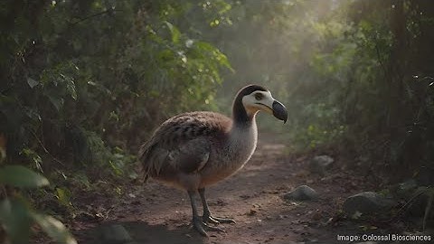 Dallas-based bioscience company makes breakthrough in Dodo bird de-extinction