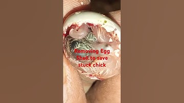 Removing egg shell to save stuck chick