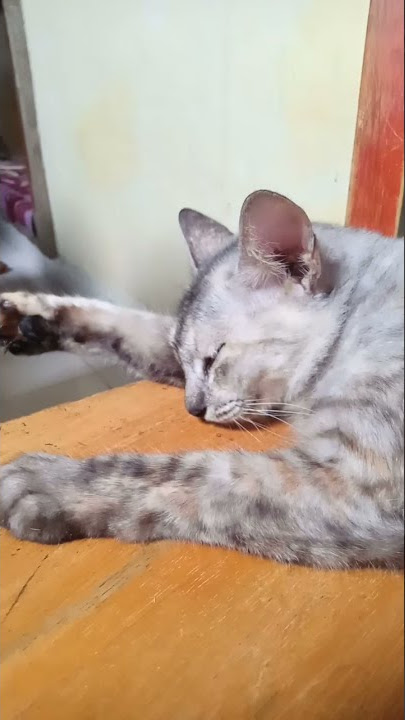 kucing tidur cantik 💖💖💖💖💖