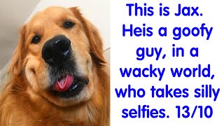 Times People Asked To Rate Their Dogs And Got Hilariously Wholesome Results (PART 2)