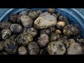 Harvesting Potatoes 👩‍🌾🥔// Garden Answer