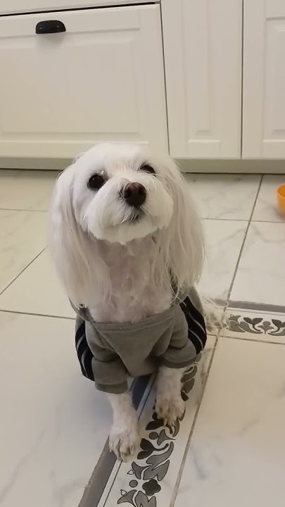 #юмор , собака 🥰 ️💋💞💕💓🐕‍🦺🦮🐕🐶🌞 - YouTube