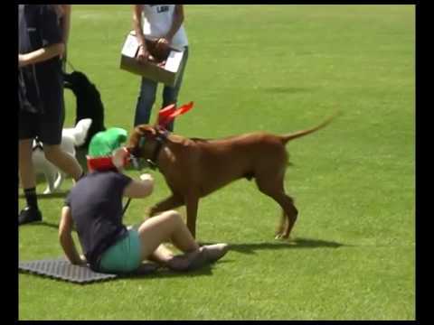 dog-training-joondalup-xmas-fun-day