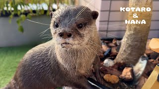 プールが破壊されてるのを見てブチギレるカワウソ　Enraged Otter Seeks VENGANCE for His Pool Being Taken Down