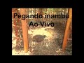 Pegando inambu ao vivo